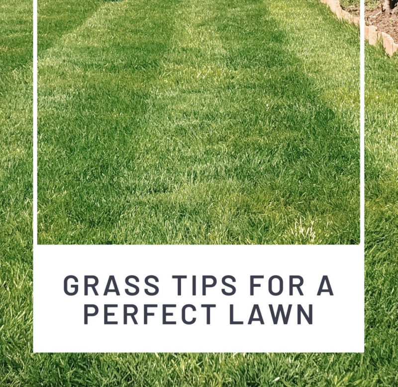 THE SECRETS TO A GREENER GLOSSIER LAWN // GRASS TIPS